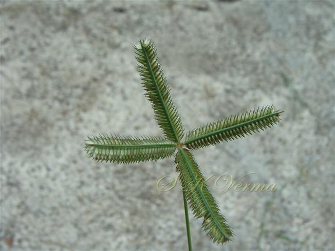  Infl. with 4 spikes